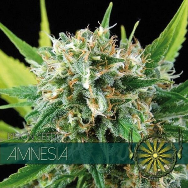 vision-seeds-amnesia