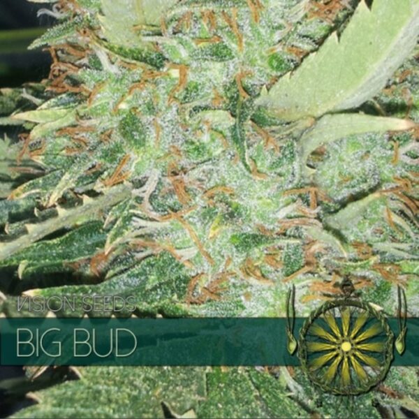 vision-seeds-big-bud