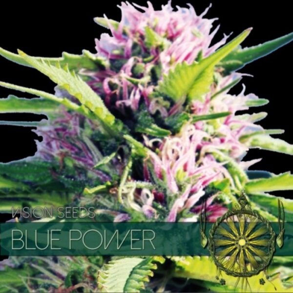 vision-seeds-blue-power