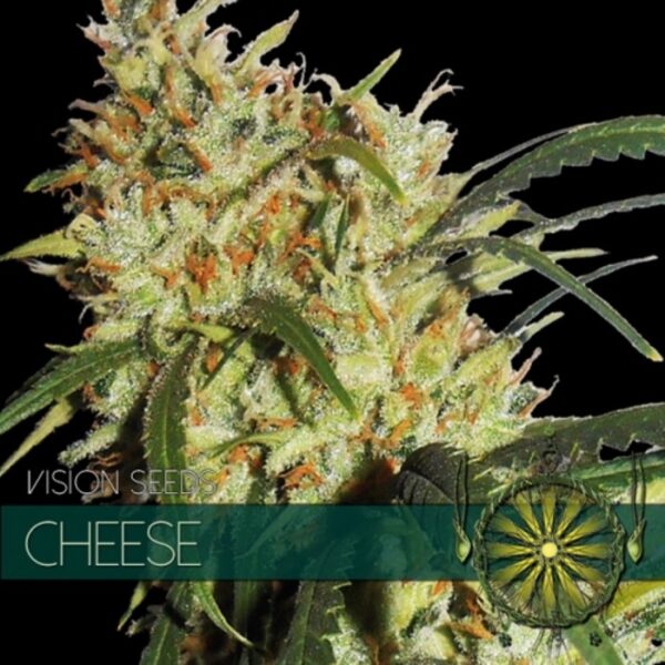 vision-seeds-cheese