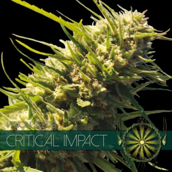 vision-seeds-critical-impact