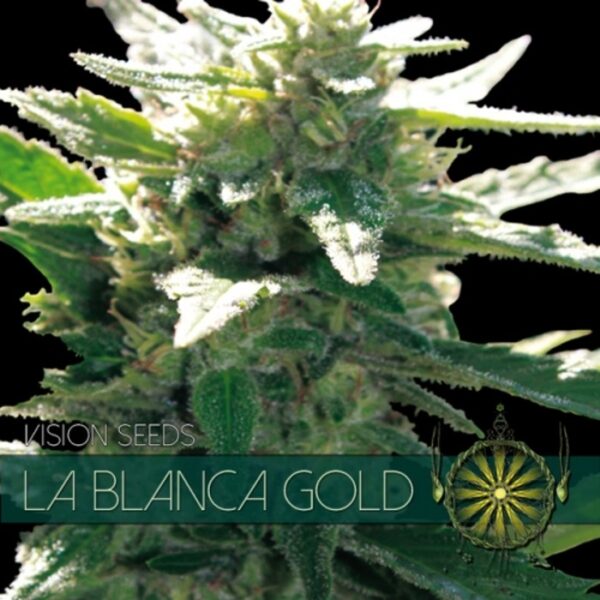 vision-seeds-la-blanca-gold