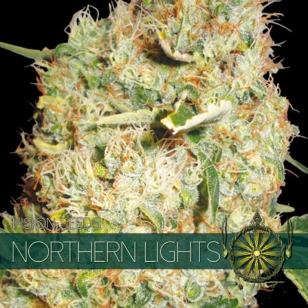 vision-seeds-northern-lights