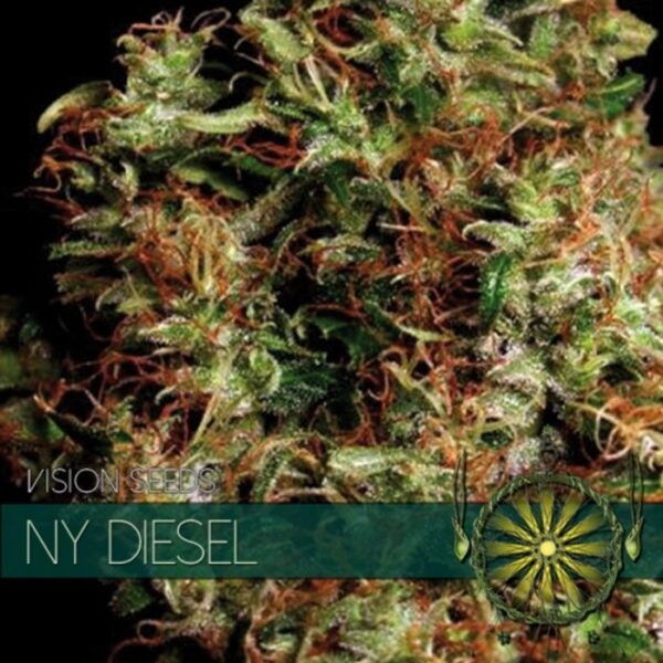 vision-seeds-ny-diesel