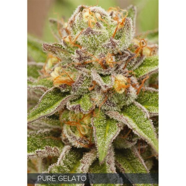 vision seeds_PURE_GELATO