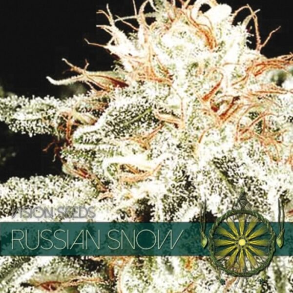 vision-seeds-russian-snow