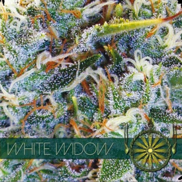 vision-seeds-white-widow