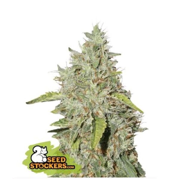 Northern Lights - SEED STOKERS