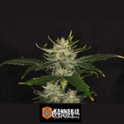 gorilla-king-auto-kannabia