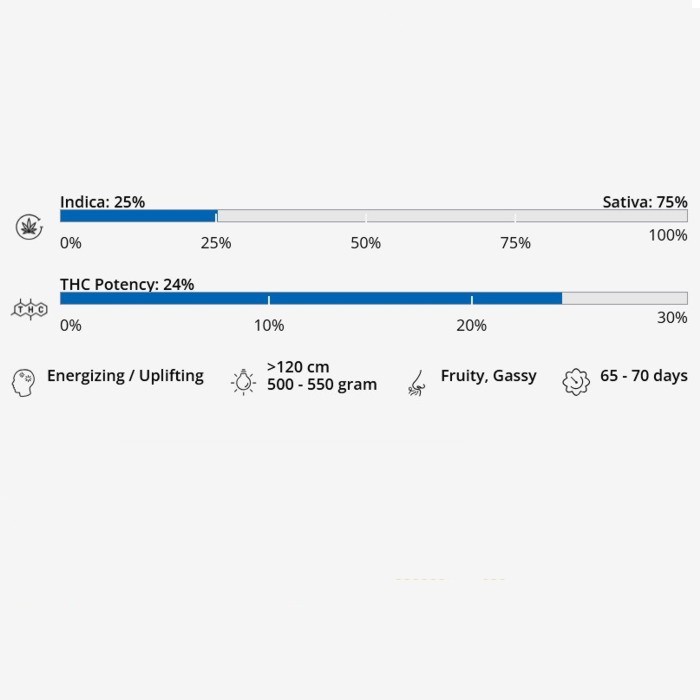 L.A. Amnesia - Femminizzata - Paradise Seeds 2 happylife grow shop