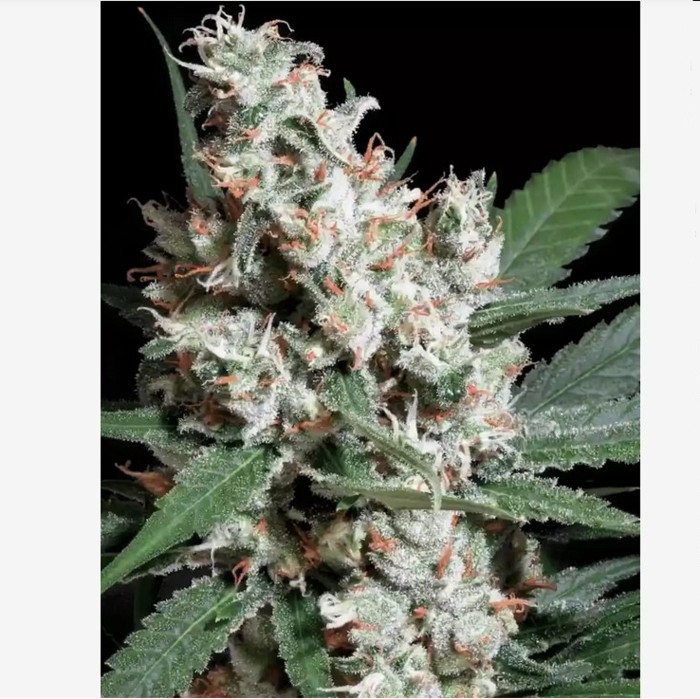 L.A. Amnesia - Femminizzata - Paradise Seeds