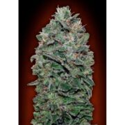 Sweet Somango - 00Seeds - Femminizzata