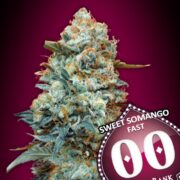 Sweet-Somango-Fast-fem-00-Seeds