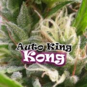 Auto King Kong - DR UNDERGROUND