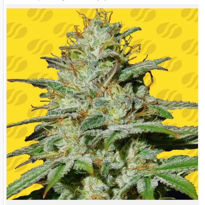 Jungle Lava Auto - Original Sensible