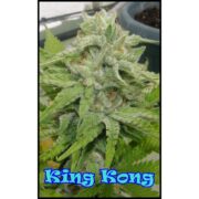 King Kong fem. Dr Underground