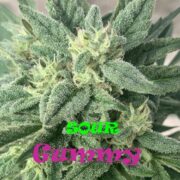 Sour Gummy fem. Dr Underground