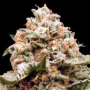 Auto-Rainbow-Mints-fem-00-Seeds