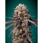 Bubba´s Gift - 00Seeds - Femminizzata