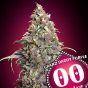 Grand Daddy Purple - 00seeds - Femminizzata