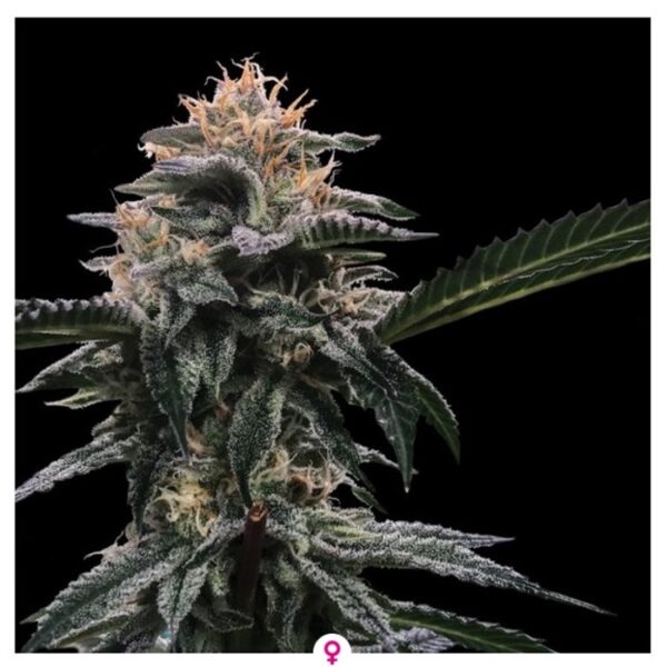 Happy Life Grow Shop
