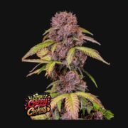 Lemon Cherry Cookies Auto™ - Fast Bud