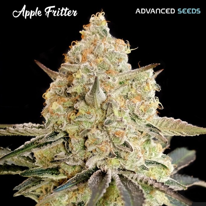 Apple Fritter - Advanced seeds Happy Life Grow Shop