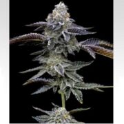 happy life grow shop
