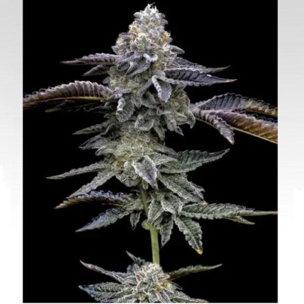 happy life grow shop