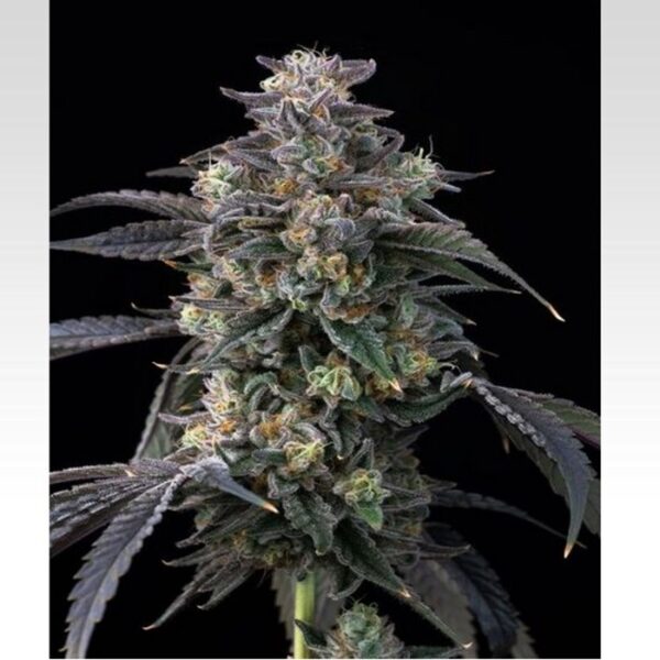 happy life grow shop