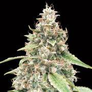 happy life grow shop