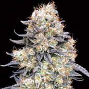 happy life grow shop
