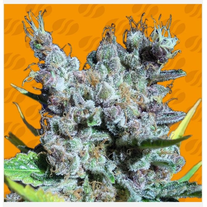 Runtz Gum - Original Sensible Seeds