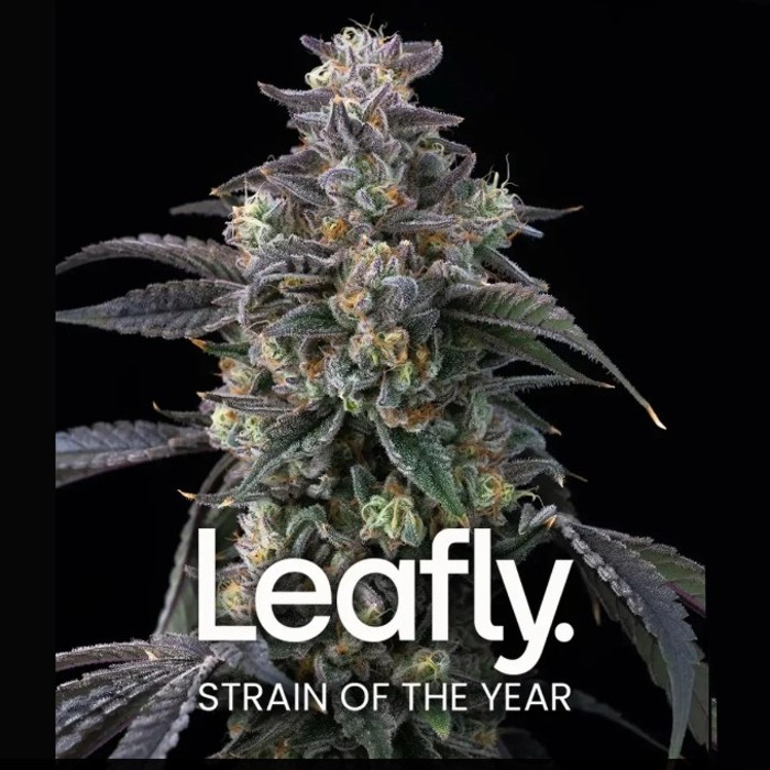 SUPER BOOF STRAIN femminizzata - Barney's Farm