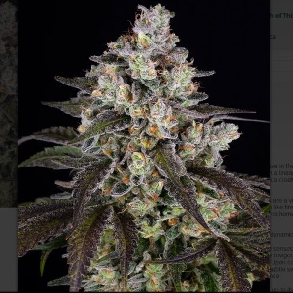 happylife growshop
