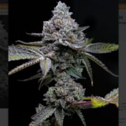 happylife growshop