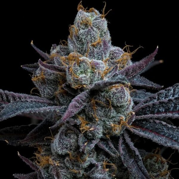 happylife growshop