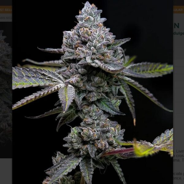 happylife growshop