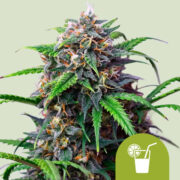 Happy life grow shop