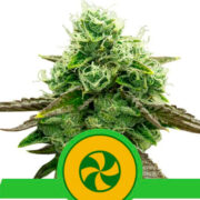 Happy life grow shop