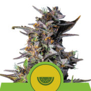 Happy life grow shop