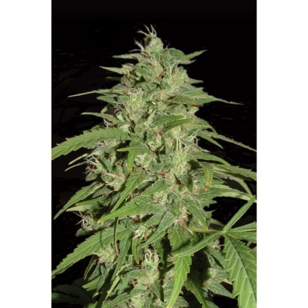Happy life grow shop