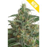 Happy life grow shop