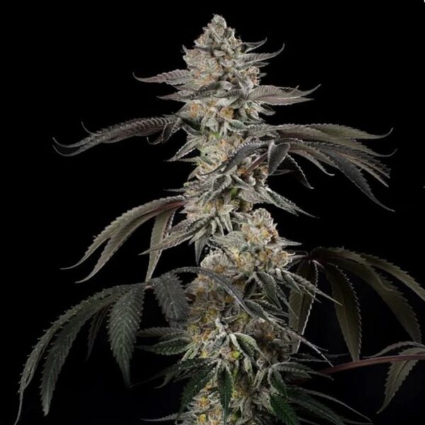 Happy life grow shop