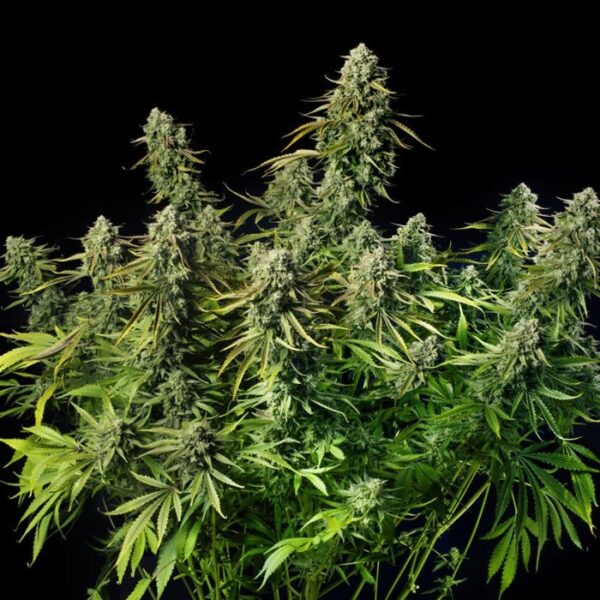Happy life grow shop