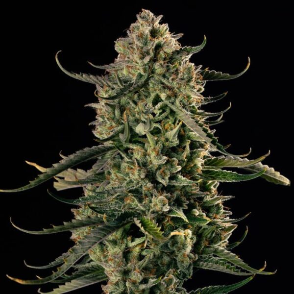 Happy life grow shop