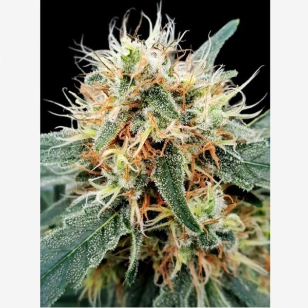 Happy life grow shop