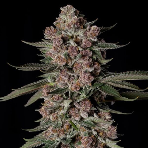 Happy life grow shop