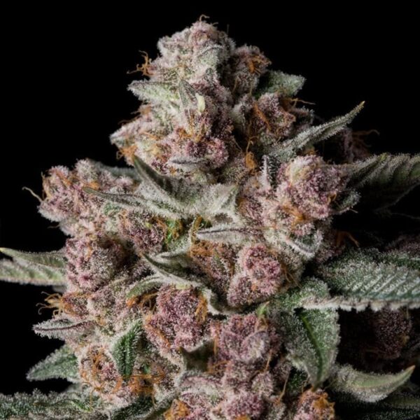 Happy life grow shop
