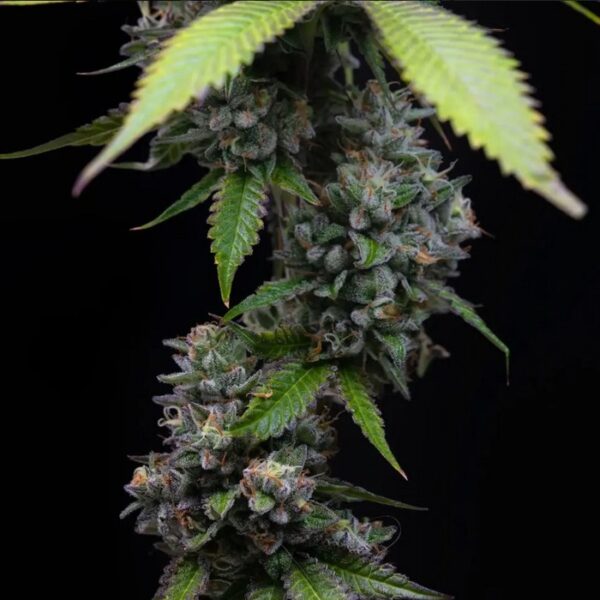 Happy life grow shop